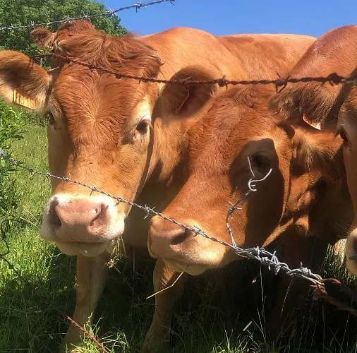 Maison De Pecheur * 滨海图维列