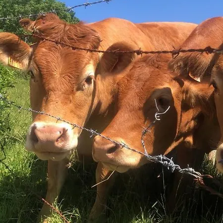 Maison De Pecheur * 滨海图维列